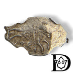 1584-1598 Russia 1 Kopeck Fyodor Ivanovich Coin NGC AU Details Cleaned